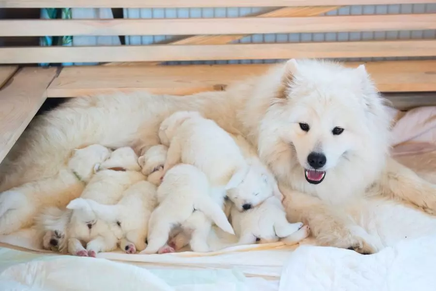 Como cuidar de cachorros recém-nascidos