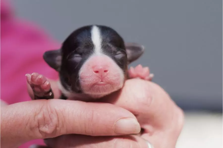 Como cuidar de cachorros recém-nascidos