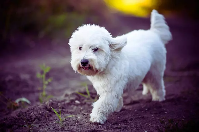 Coton de Tulear