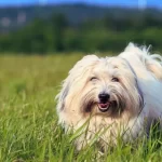 Cão coton de tulear