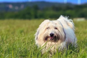 Cão coton de tulear