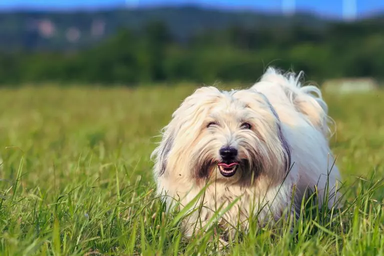 Cão coton de tulear