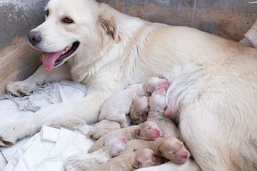 Como cuidar de cachorros recém-nascidos