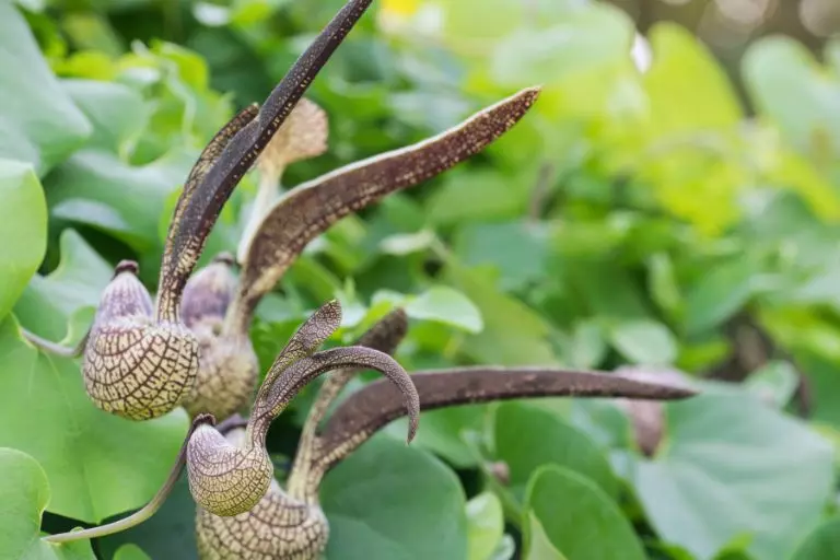 Aristolochia cymbifera