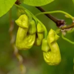 Aristolochia