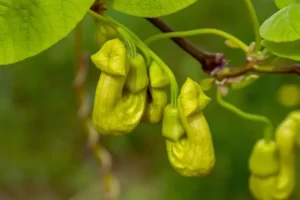 Aristolochia