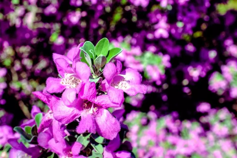 Como cultivar a planta chuva-de-prata