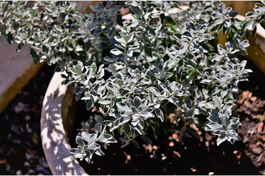 Como cultivar a planta chuva-de-prata