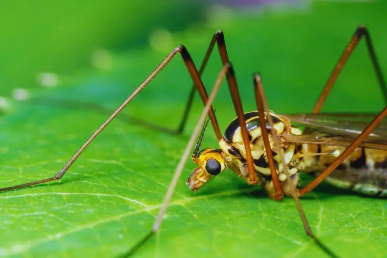 Tipula: qual a sua importância?