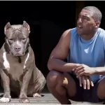 Como surgiu o Pitbull? Conheça a história deste cão poderoso