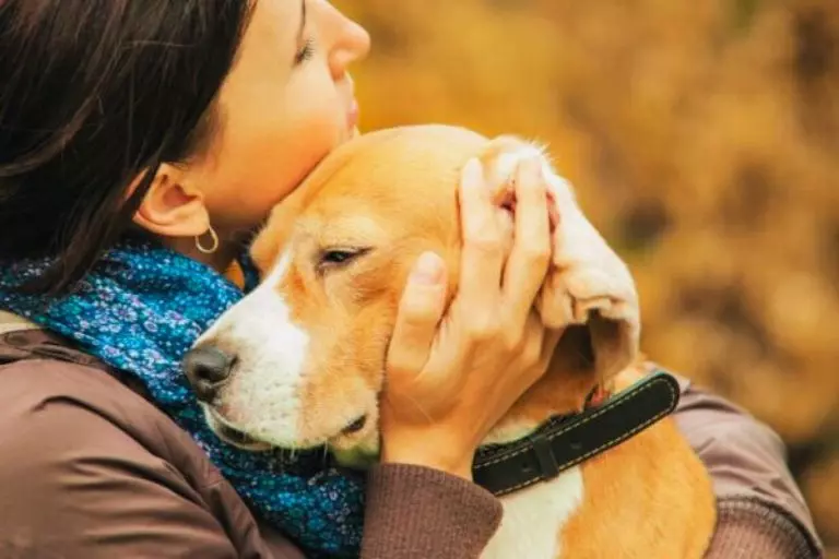 Como saber se seu cão está doente? Sinais para ficar de olho