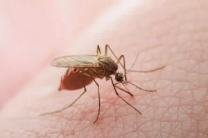 Mosquito-pólvora: conheça esse inseto que transmite o vírus causador da febre oropouche